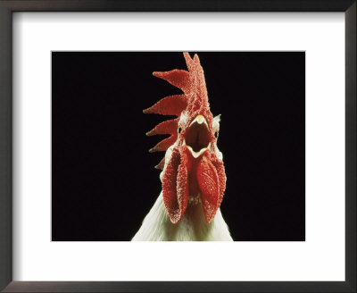 Domestic Chicken, White Leghorn Cockerel Crowing by Jane Burton Pricing Limited Edition Print image
