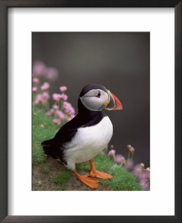 Puffin Portrait, Great Saltee Is, Ireland by Pete Oxford Pricing Limited Edition Print image