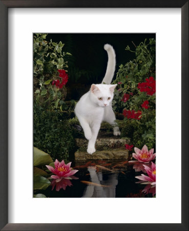 White Domestic Cat Watching Goldfish In Garden Pond by Jane Burton Pricing Limited Edition Print image