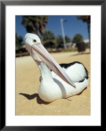 Australian Pelican (Pelecanus Conspicillatus), Shark Bay, Western Australia, Australia by Steve & Ann Toon Pricing Limited Edition Print image