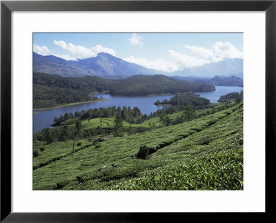 Tea Country High In The Western Ghats Near Munnar, Kerala State, India by R H Productions Pricing Limited Edition Print image
