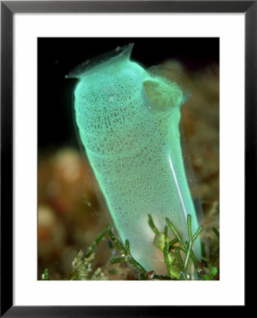 Sea Squirt, Lembeh Straits, Indonesia by Mark Webster Pricing Limited Edition Print image