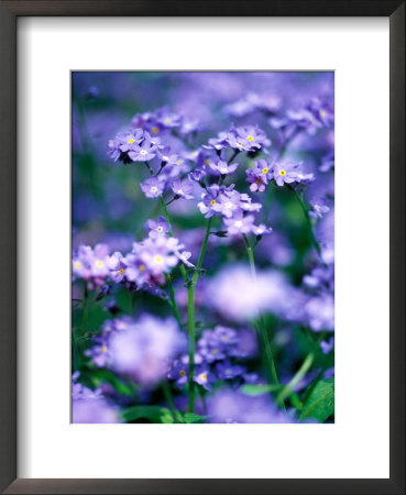 Myosotis Sylvatica (Forget-Me-Not) by Pernilla Bergdahl Pricing Limited Edition Print image