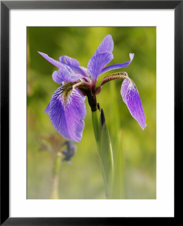Wild Iris, Quebec, Canada by Robert Servranckx Pricing Limited Edition Print image