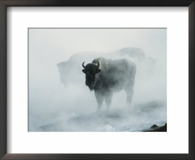 An American Bison Bull Stands In The Steam From A Geyser To Keep Warm by Michael S. Quinton Pricing Limited Edition Print image
