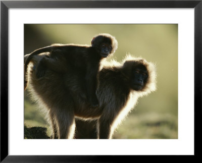 A Female Gelada With Her Baby On Her Back by Michael Nichols Pricing Limited Edition Print image