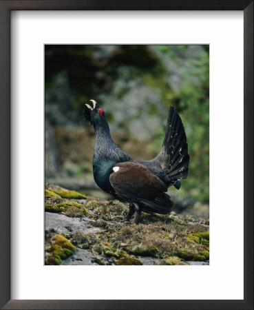 A Male Western Capercaillie by Mattias Klum Pricing Limited Edition Print image