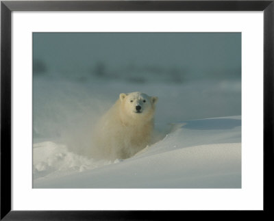 A Close View Of A Polar Bear (Ursus Maritimus) Partially Buried In The Snow by Norbert Rosing Pricing Limited Edition Print image