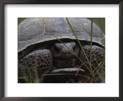 A Rare Gopher Tortoise Curls Up In Its Shell In A Forest, Southern Georgia by Taylor S. Kennedy Pricing Limited Edition Print image