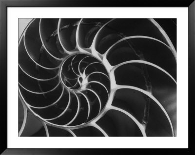 Nautilus Shell by Andreas Feininger Pricing Limited Edition Print image