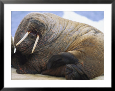 An Atlantic Walrus by Paul Nicklen Pricing Limited Edition Print image