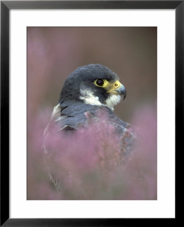 Peregrine Falcon, Falco Peregrinus, Close-Up Amongst Heather by Mark Hamblin Pricing Limited Edition Print image