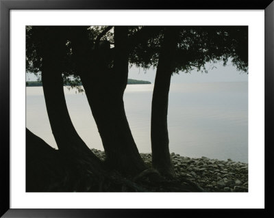 Trees Are Silhouetted By The Bright Sun Reflecting Off Lake Michigan by Stacy Gold Pricing Limited Edition Print image