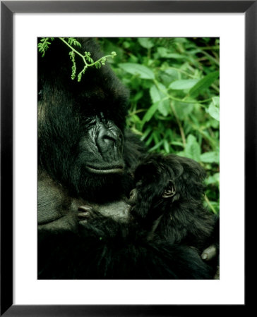 Mountain Gorilla, Parc National Des Volcans, Rwanda by Andrew Plumptre Pricing Limited Edition Print image
