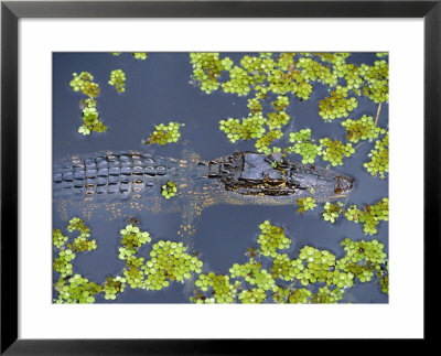 Juvenile Alligator In Swampland (Bayou) At Jean Lafitte National Historical Park And Preserve, Usa by Robert Francis Pricing Limited Edition Print image