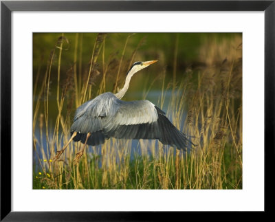 Grey Heron In The Canal, Kinderdijk, Netherlands by Keren Su Pricing Limited Edition Print image