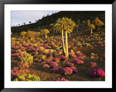 A Carpet Of Pink Eberlanzia Surrounds A Spiky Kokerboom Tree by Jonathan Blair Pricing Limited Edition Print image