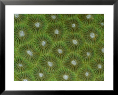 A Close View Of Green-Colored Coral Polyps by Wolcott Henry Pricing Limited Edition Print image