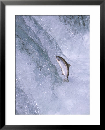 Sockeye Salmon Jump Up Brooks Falls On Migration To Spawn In Brooks Lake, Alaska, Usa by Hugh Rose Pricing Limited Edition Print image