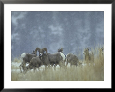 Bighorn Sheep Grazing In Idaho Primitive Area by John Dominis Pricing Limited Edition Print image