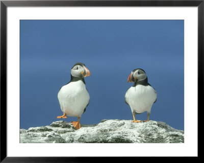 Puffin, Pair On Rock, Scotland by Mark Hamblin Pricing Limited Edition Print image