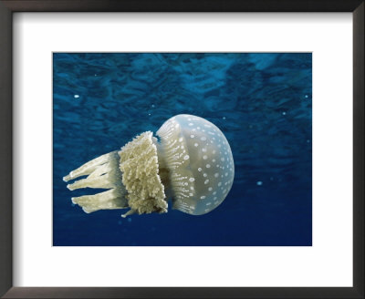 Papuan Jellyfish, Bikini Atoll, Marshall Is, Micronesia by Doug Perrine Pricing Limited Edition Print image