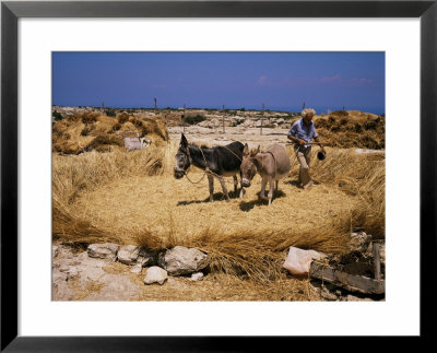 Threshing, Island Of Gaydos, Crete, Greek Islands, Greece by Loraine Wilson Pricing Limited Edition Print image