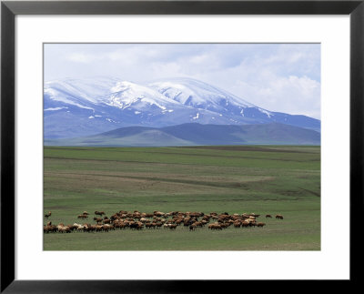 Flock Of Sheep, Northeast Coast Of Lake Van, Van Area, Anatolia, Turkey, Eurasia by Adam Woolfitt Pricing Limited Edition Print image