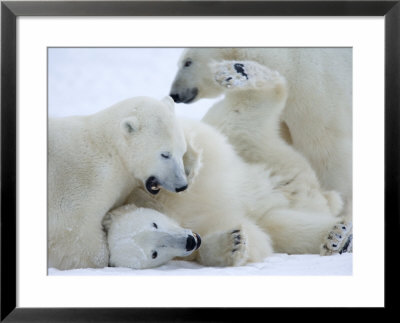 Polar Bears (Ursus Maritimus), Churchill, Hudson Bay, Manitoba, Canada by Thorsten Milse Pricing Limited Edition Print image