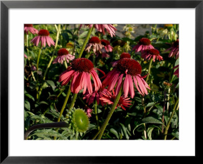 Echinacea, The Purple Coneflower, One Of The Best Blood Purifiers by Aaron Mccoy Pricing Limited Edition Print image