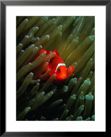 Clown Anemone Fish (Amphiprion Perideraion) Hiding, Solomon Islands by Casey Mahaney Pricing Limited Edition Print image