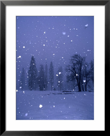 Falling Snow, Yosemite National Park, California, Usa by Thomas Winz Pricing Limited Edition Print image