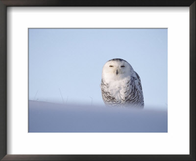 Female Snowy Owl Against Sky, Scotland, Uk by Niall Benvie Pricing Limited Edition Print image