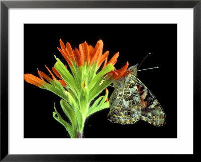 Painted Lady On Indian Paintbrush, Michigan, Usa by Claudia Adams Pricing Limited Edition Print image
