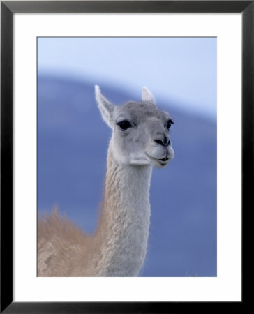 Guanaco In Torres Del Paine National Park, Coquimbo, Chile by Andres Morya Pricing Limited Edition Print image