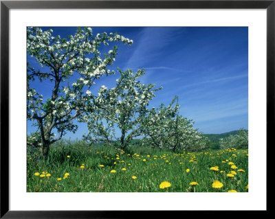 Apple Orchards In Spring, Trees In Bloom by Chris Sharp Pricing Limited Edition Print image
