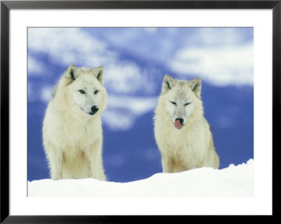 White Wolf, Pair In Winter, Montana by Alan And Sandy Carey Pricing Limited Edition Print image