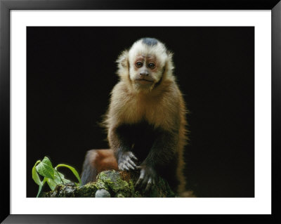 A Portrait Of A Capuchin Monkey by Joel Sartore Pricing Limited Edition Print image