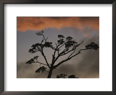 Rain Forest Tree Silhouetted Against The Sky, Costa Rica by Michael Melford Pricing Limited Edition Print image