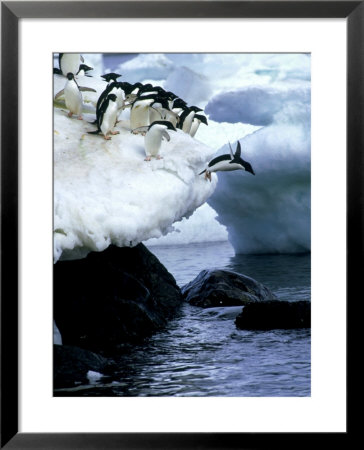 Adelie Penguins, Leaping, Antarctic Peninsula by Patricio Robles Gil Pricing Limited Edition Print image