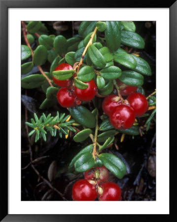 Low-Bush Cranberry, Alaska by Rich Reid Pricing Limited Edition Print image