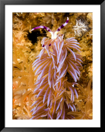 Nudibranch In Family Facelinidae, Malapascua Island, Philippines by Tim Laman Pricing Limited Edition Print image