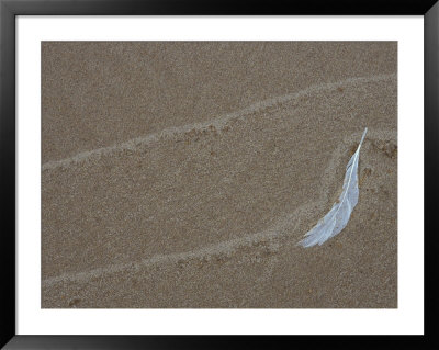Gull Feather And Wave Lines On Lake Michigan Beach, Michigan, Usa by Mark Carlson Pricing Limited Edition Print image