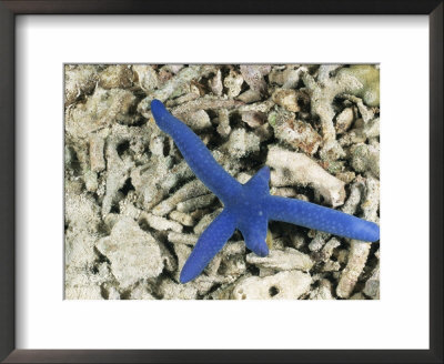 Blue Sea Star, Regenerating Two Arms, Malapascua Island, Cebu, Philippines by Doug Perrine Pricing Limited Edition Print image