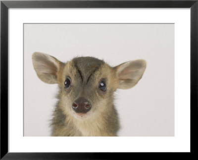 Muntjac Fawn, 1-2 Days Old, Portrait by Les Stocker Pricing Limited Edition Print image