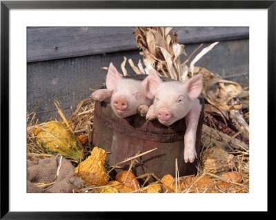 Mixed Breed Piglets In Wooden Bucket by Lynn M. Stone Pricing Limited Edition Print image