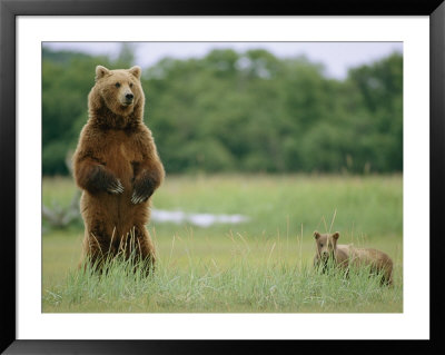 An Alaskan Brown Bear With Cubs Stands Up On Its Rear Legs To Look Around by Roy Toft Pricing Limited Edition Print image