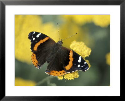 Red Admiral On Butterfly Bush Leaf, Woodland Park Zoo Rose Garden, Washington, Usa by Jamie & Judy Wild Pricing Limited Edition Print image