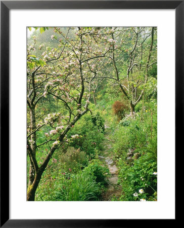 Stone Path Leading Through Old Apple Orchard, With Trees In Blossom, In Spring, Cornwall by Mark Bolton Pricing Limited Edition Print image