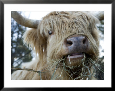 Scottish Highland Bull by Tim Laman Pricing Limited Edition Print image